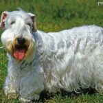 Sealyham terrier