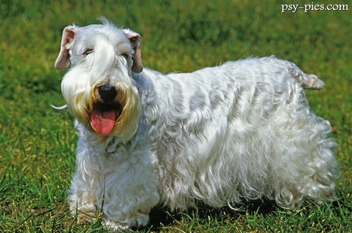 Sealyham terrier o białej, szorstkiej szacie stojący na trawie