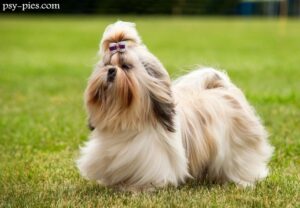 Cieczka u Shih Tzu