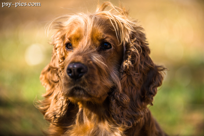 Agresywne spaniele / agresja u spaniela