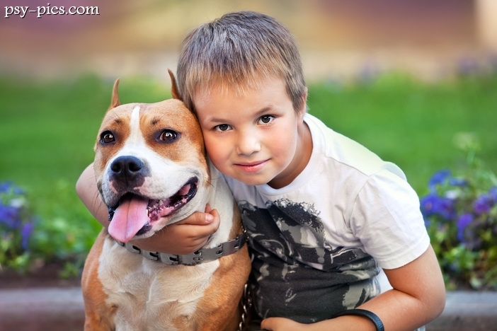 Czy Amstaff może mieszkać z dziećmi?