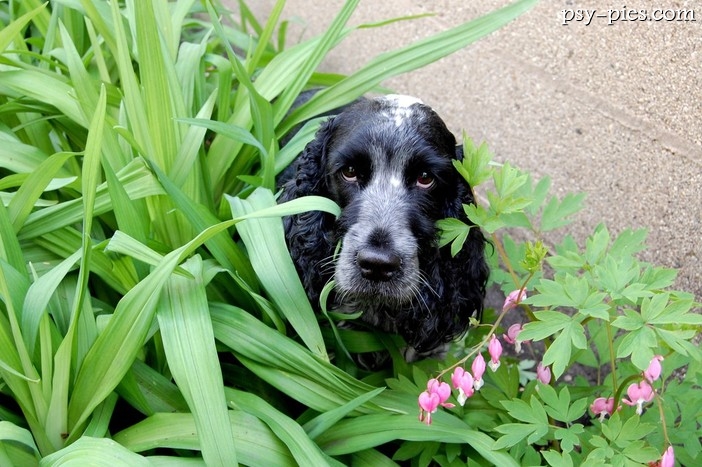 Spaniel a ogród / Dlaczego Spaniele kopią w ogrodzie?