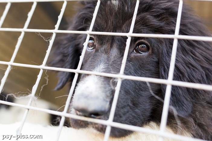 Odpowiednia pora na adopcję psa