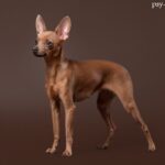Rosyjski Toy Terrier wygląd charakter cena