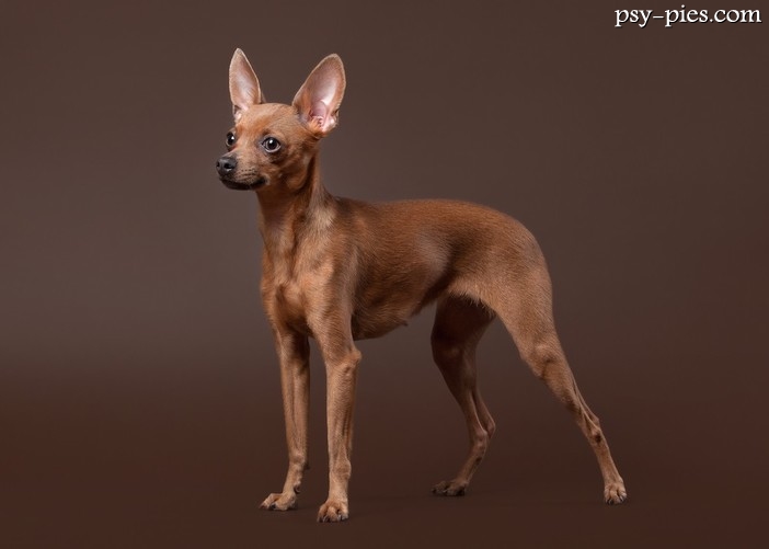 Rosyjski toy terrier z dużymi stojącymi uszami