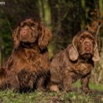 Sussex spaniel opis temperament cena szczeniąt