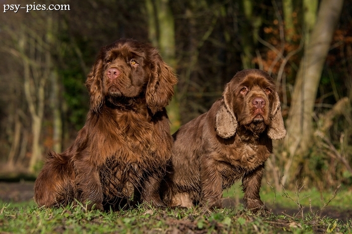 Sussex spaniel opis temperament cena szczeniąt