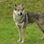 Wilczak czechosłowacki (Czechoslovakian Wolfdog)