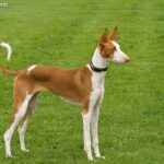 Podenco z Ibizy (Podenco Ibicenco)