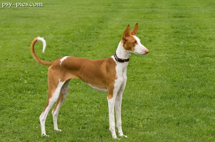Podenco z Ibizy (Podenco Ibicenco)