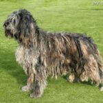 Bergamasco (Owczarek z Bergamo)