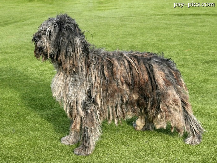 Bergamasco (Owczarek z Bergamo)