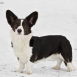 Welsh Corgi Cardigan