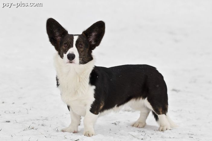 Welsh Corgi Cardigan