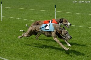 Wyścigi psów - Coursing