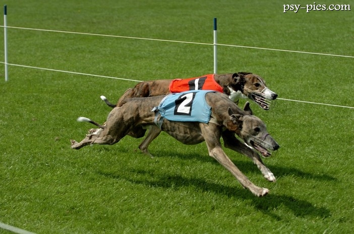 Wyścigi psów - Coursing