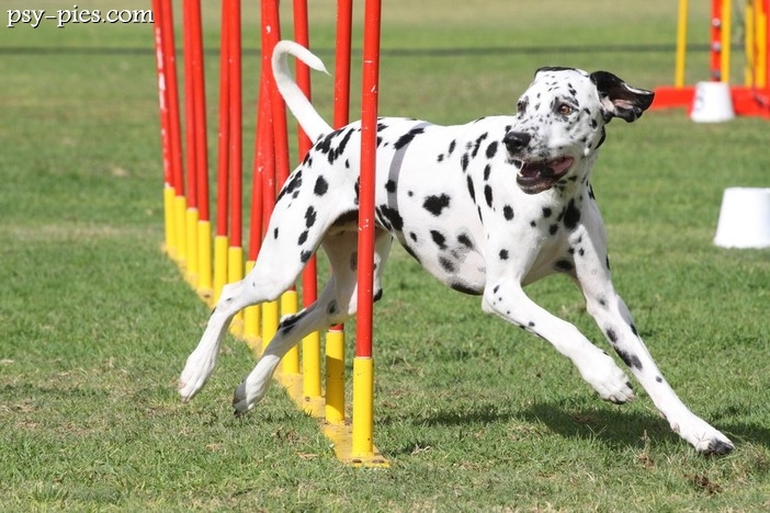Agility kilka słów o tym ciekawym psim sporcie