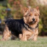 Norwich terrier opis rasy charakter cena szczeniąt