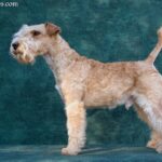 Lakeland terrier opis rasy temperament cena