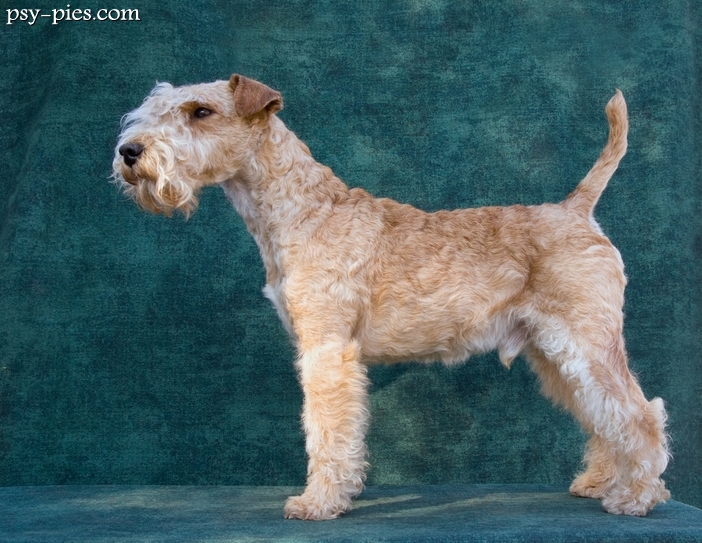 Lakeland terrier opis rasy temperament cena
