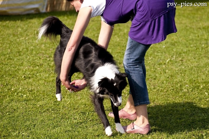 Taniec z psem inaczej nazywany Dog dancing