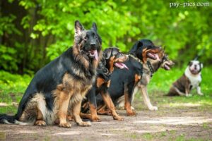 Obedience trening posłuszeństwa psa