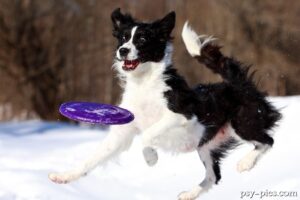 Dog Frisbee podstawowe informacje dla początkujących