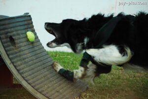 Flyball sport dla aktywnych psów i właścicieli