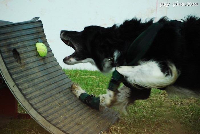 Flyball sport dla aktywnych psów i właścicieli