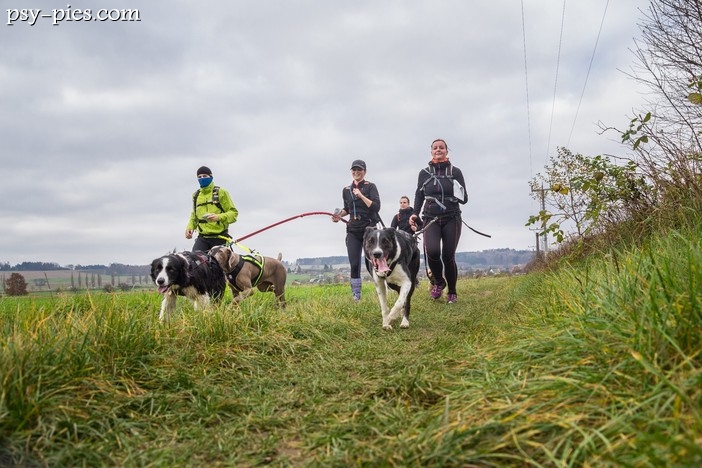 DogTrekking co to jest / jak zacząć dog trekking