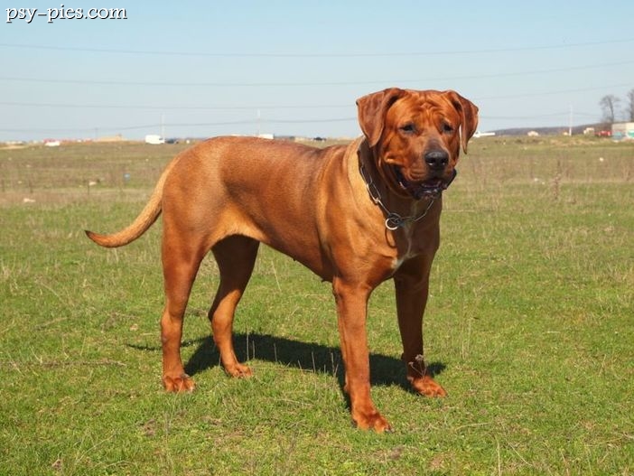 Tosa inu (Mastif japoński)