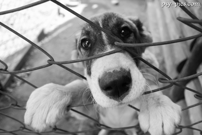 Frycz, Mroczek i Potocka karmili psy Na Paluchu