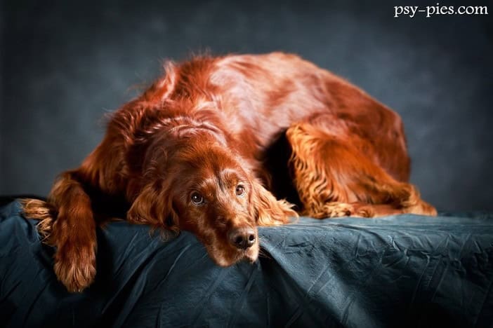 Kto otruł Jaggera na wystawie psów Crufts?