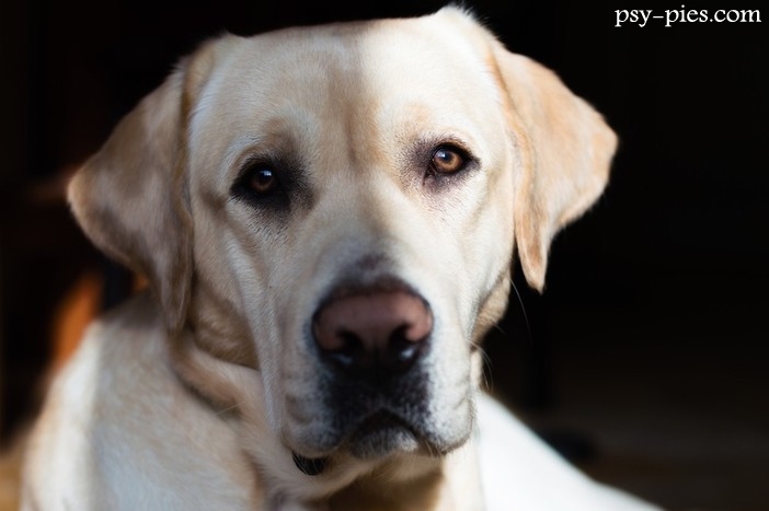 Labradorka Karramba przeszła na emeryturę