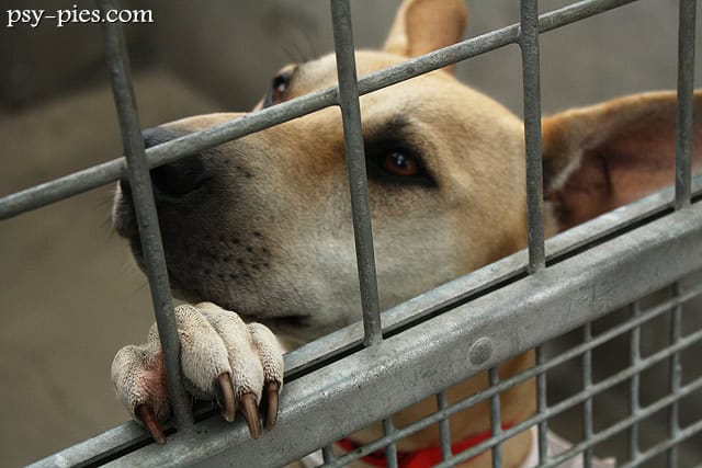 Adopcja psa z TOZ, pies czeka na dom