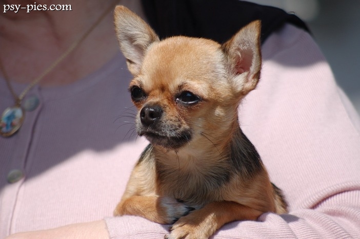 Chihuahua wady i zalety kompleksowy przegląd rasy