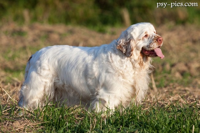 Clumber spaniel temperament i krótka charakterystyka rasy