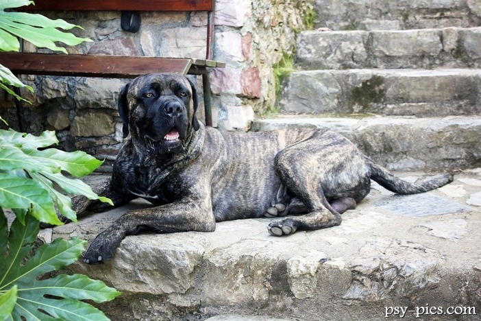 Czy pies cane corso jest groźny?