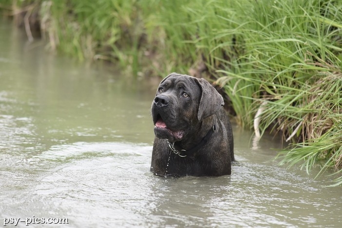 Cane Corso Charakter Lojalność, Opiekuńczość i Siła w Jednej Rasie