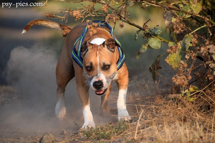 Amstaff czy Bullterier - Poradnik: Cechy, Zalety, Wady i Opieka nad Tym Wspaniałym Towarzyszem