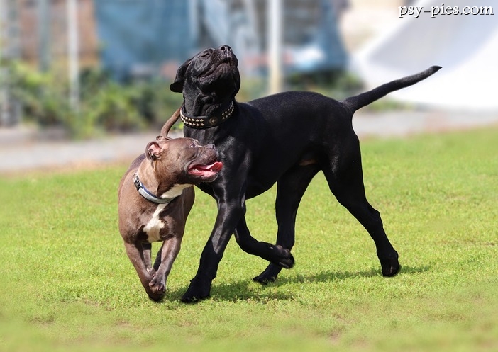Cane Corso a inne psy