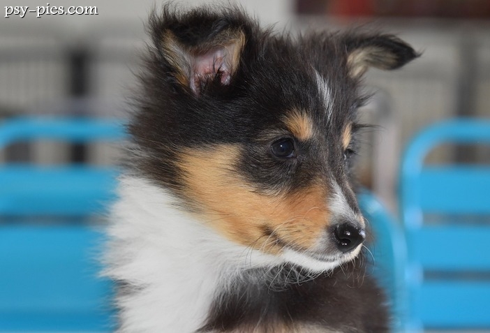 Puppy Yoga Połączenie Relaksu z Radością Czworonogów