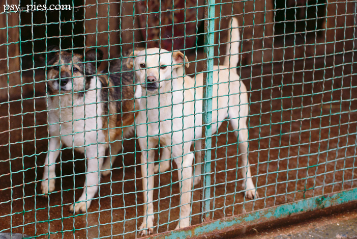 Odpowiedzialna adopcja psa: jak przygotować się do tego?