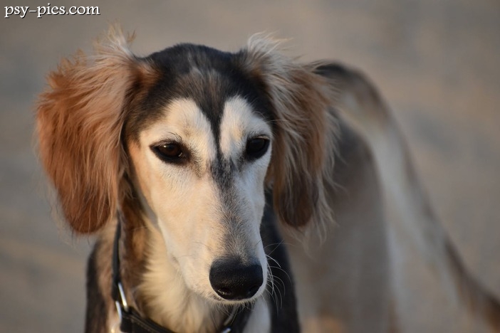 Historia i pochodzenie Saluki: Tajemnice starożytnego psa