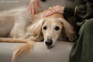Wygląd i cechy fizyczne saluki (charta perskiego)