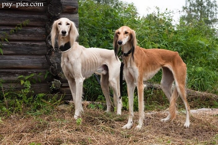Saluki charakter - Cechy, temperament i pielęgnacja psa rasy saluki