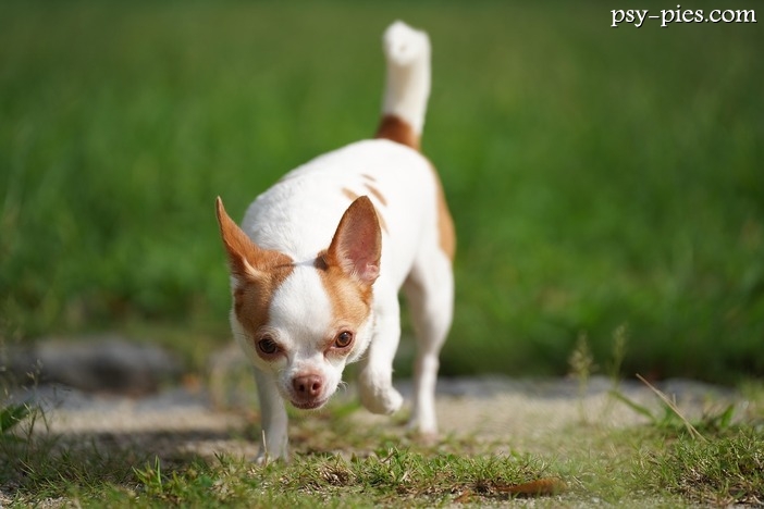 Czy chihuahua są inteligentne? Sprawdź, jak mądre są te psy!