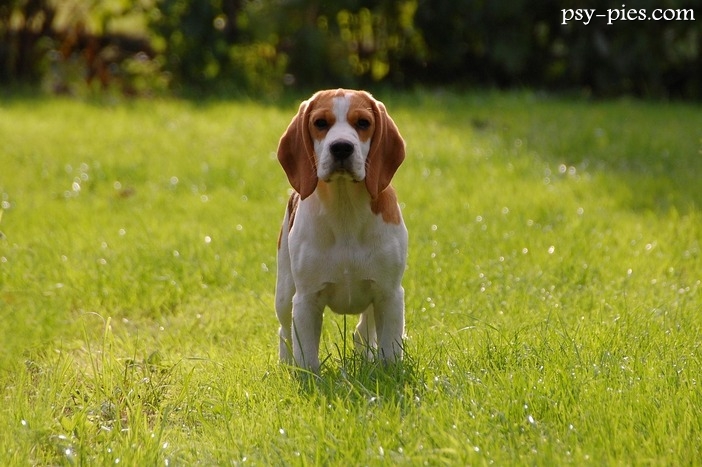 Czy beagle to trudna rasa?