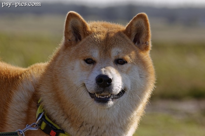 Jak wygląda pies rasy Shiba Inu?