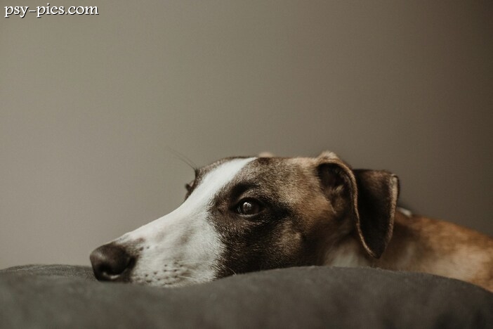 Whippet Miuccia zdobywa tytuł Best in Show na Crufts 2025